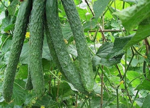 每天都要被动吃瓜