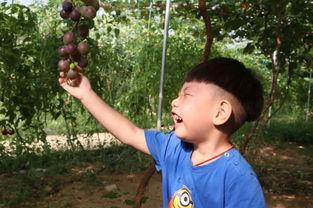 田娃吃瓜,揭秘娱乐圈背后的秘密与八卦