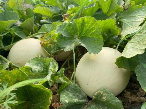 吃兜儿的瓜,揭秘娱乐圈背后的秘密与真相