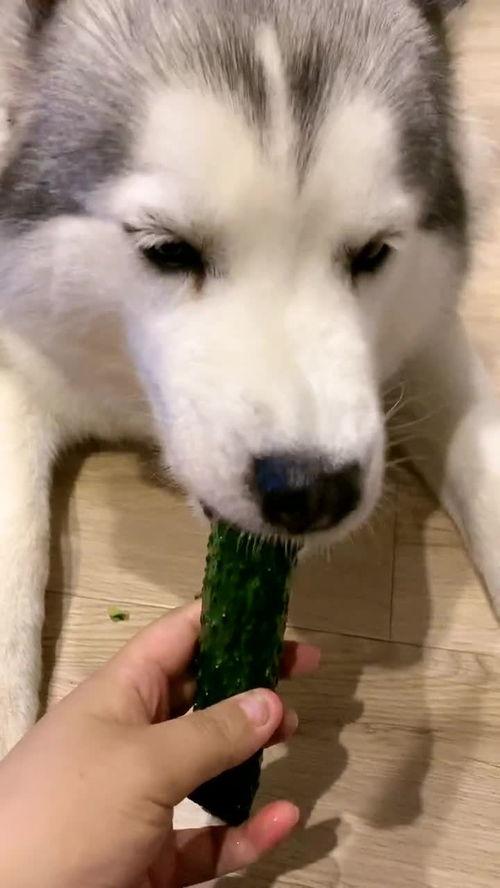 吃瓜爱吐皮,揭秘娱乐圈幕后真相