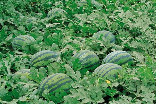 ucsd改造吃瓜在线,吃瓜在线焕新启航