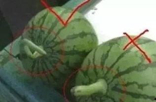 正确吃瓜的方法,掌握正确姿势，享受夏日清凉