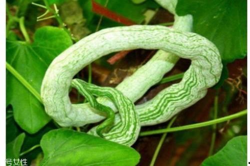 吃蛇瓜要削皮吗,削皮还是保留？