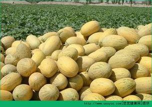 吃哈密瓜可以吃鸡蛋吗,健康搭配的美食探索